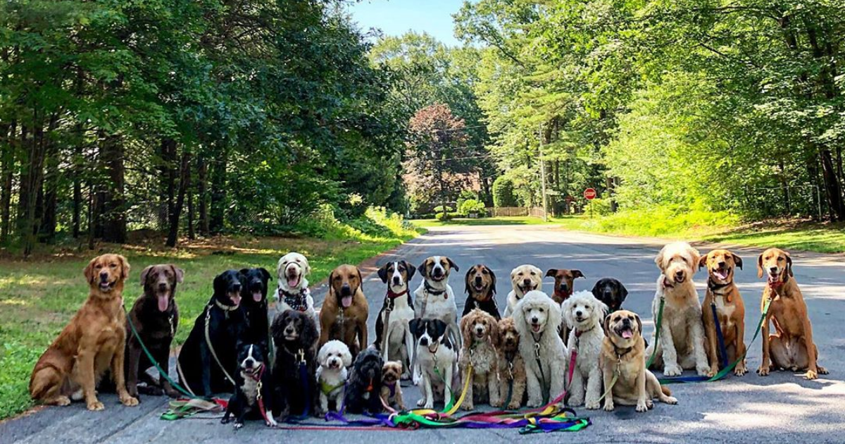 new york dog walker