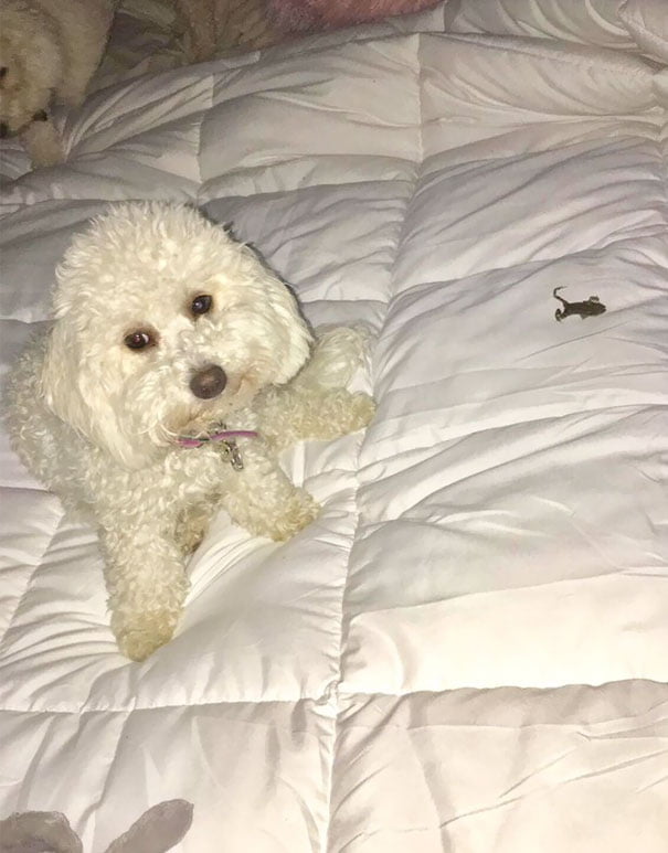 ‘”Get A Dog” They Said, “It’ll Be Fun” They Said Yes That’s A Dead Frog That Paisley Brought Onto My Bed For Me’