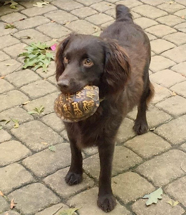 “Didn’t Know We Had Turtles In Our Backyard Until We Got Louie – He Brings One To The Porch Every Few Weeks”