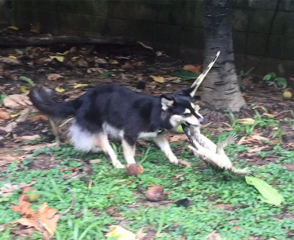 “Dog Brought Me A Gift This Morning. A Monitor Lizard Same Size As Her”