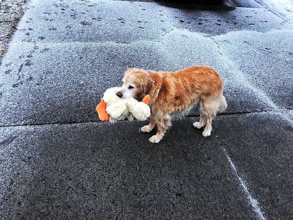 “Found This Old Pupper Wandering The Streets And I Returned Him To His Home, He Brought Me His Ducky As A Thank You”