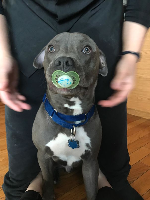 “He Just Found This Binky And… We Don’t Deserve Dogs”