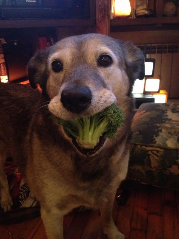 “Human, Instead Of A Stick I Brought You A Small Tree”