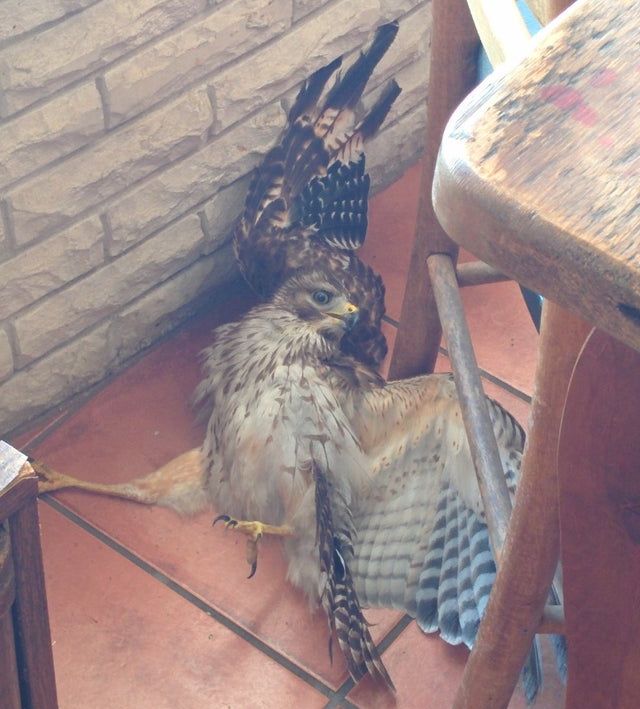 This hawk came into my house this morning