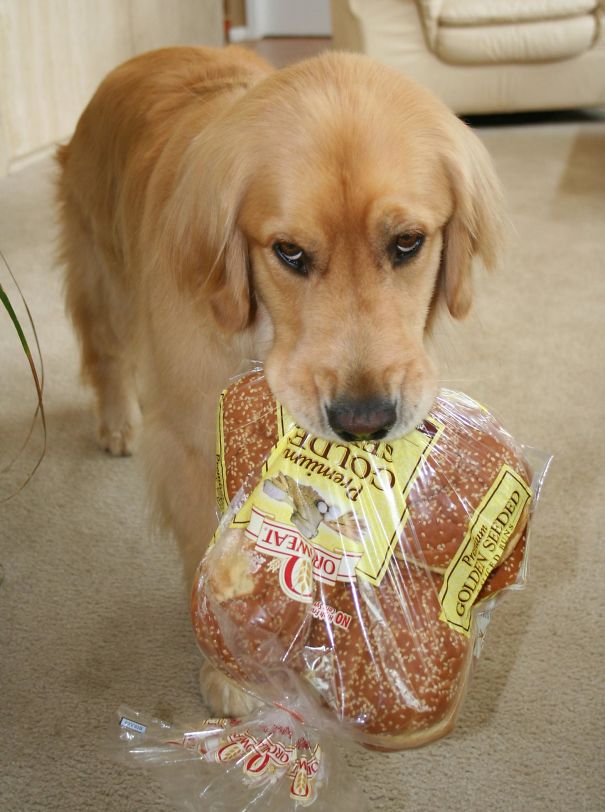 “My Dog, Aspen Always Grabs Things Out Of The Pantry And Brings Them To Us With This Face”