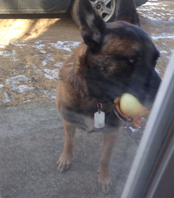 “My Dog Brought An Onion Home”