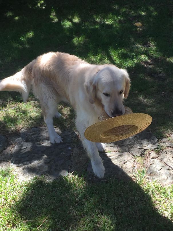 “My Dog Brought Me My Hat On A Sunny Day”