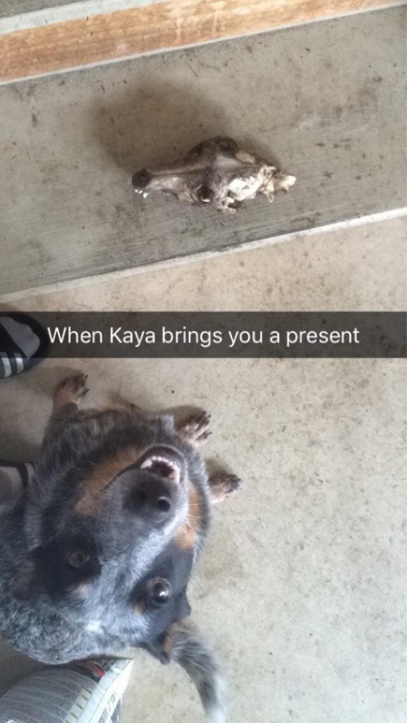 “My Dog Gets So Excited When She Brings Me A Gift”