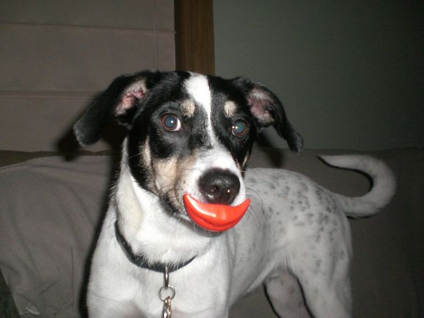 “My Niece Was Playing With Mr. Potato Head – My Dog Wanted To Play Fetch, So He Brought Me What He Found”