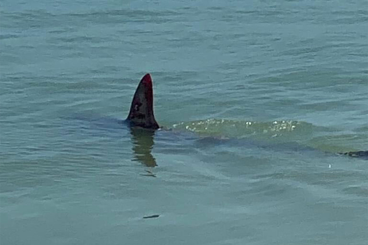 Shark shows up at Rockaway Beach days before NYC beachgoers can swim