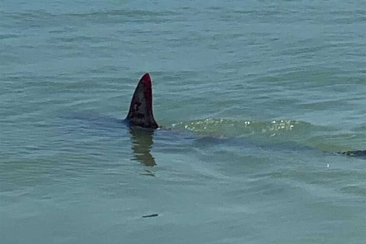 Shark shows up at Rockaway Beach days before NYC beachgoers can swim