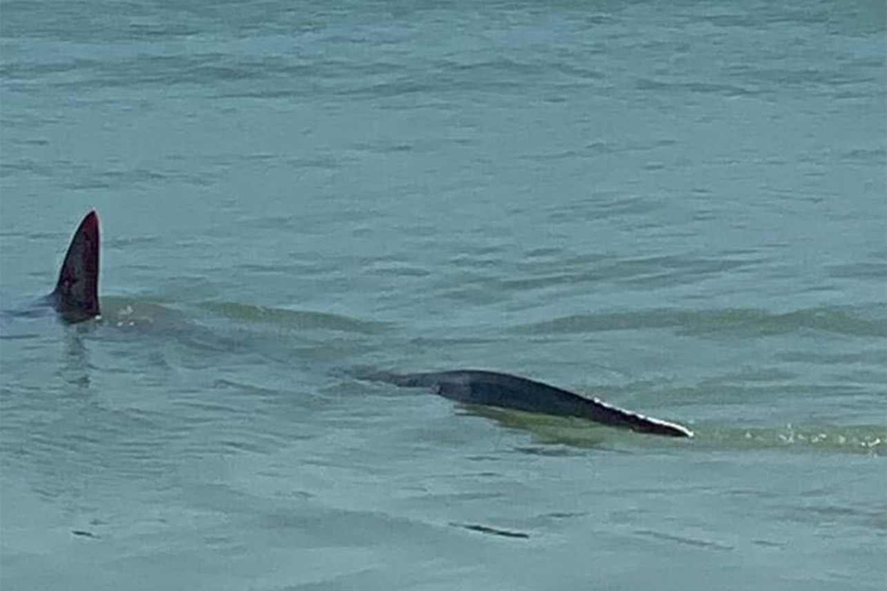 Shark spotted at a beach in NYC