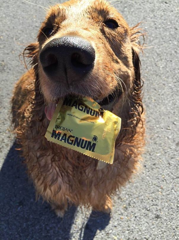 “What My Dog So Thoughtfully Brought To Me After Rolling Around In The Mud At The Park”