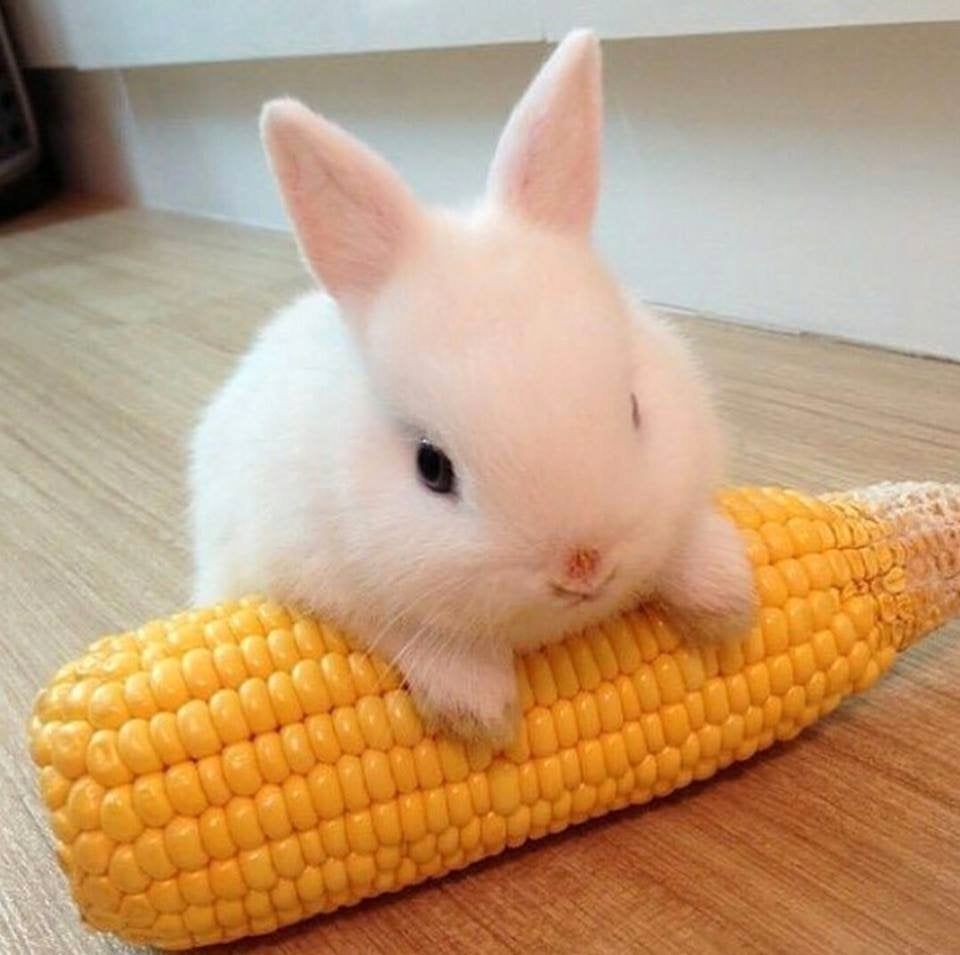 My Corn