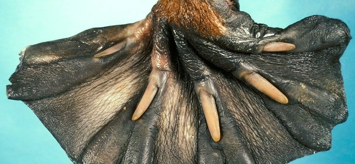 Animal facts: This is how a platypus foot looks like!