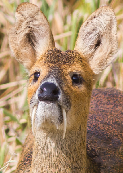 Animal facts: Chinese water deer reminds us of vampires
