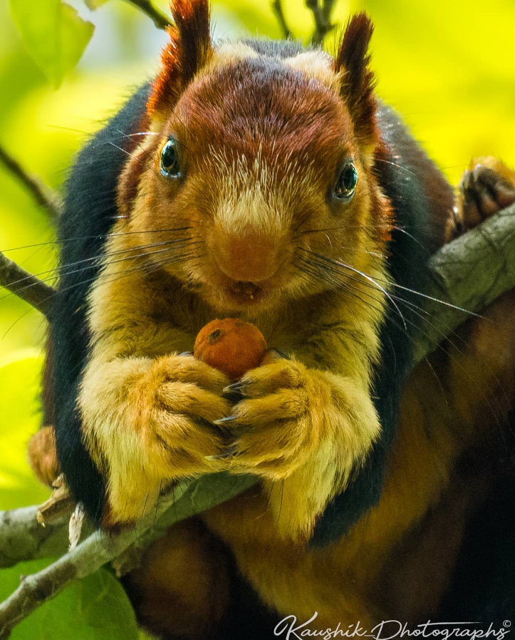 An Indian gain squirrel can be up to 3 feet long with multi-color