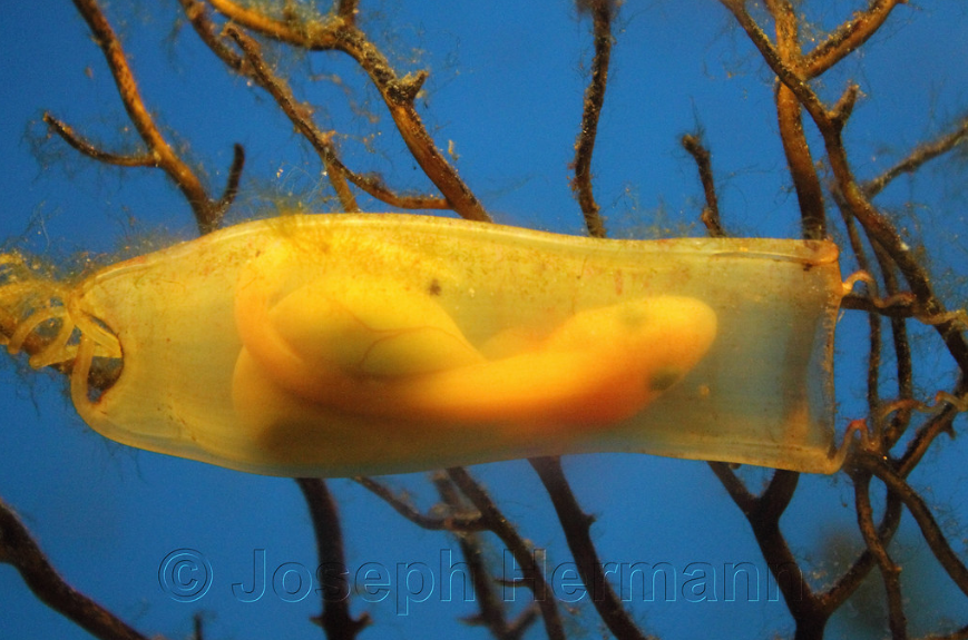 Animal facts: Shark eggs are transparent.