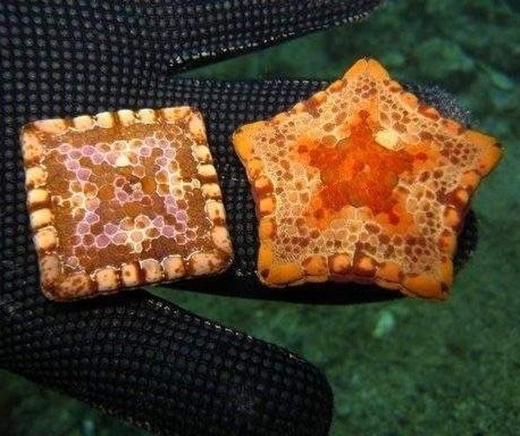 Animal facts: Some kinds of 5-pointed starfish can be born square due to a genetic abnormality.
