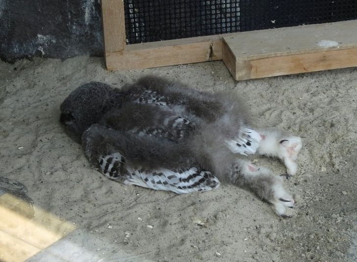 Some baby owls sleep like this.