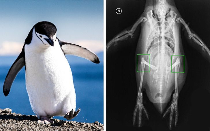 Animal facts: Penguins have knees, like humans.
