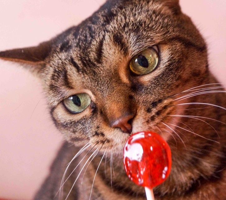 Cats don't know the taste of sugar because their tongue does not have sweet receptors