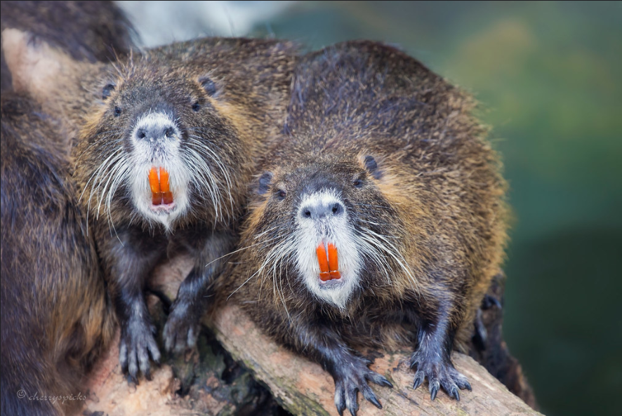 Animal facts: Beavers have orange incisors because they contain iron.