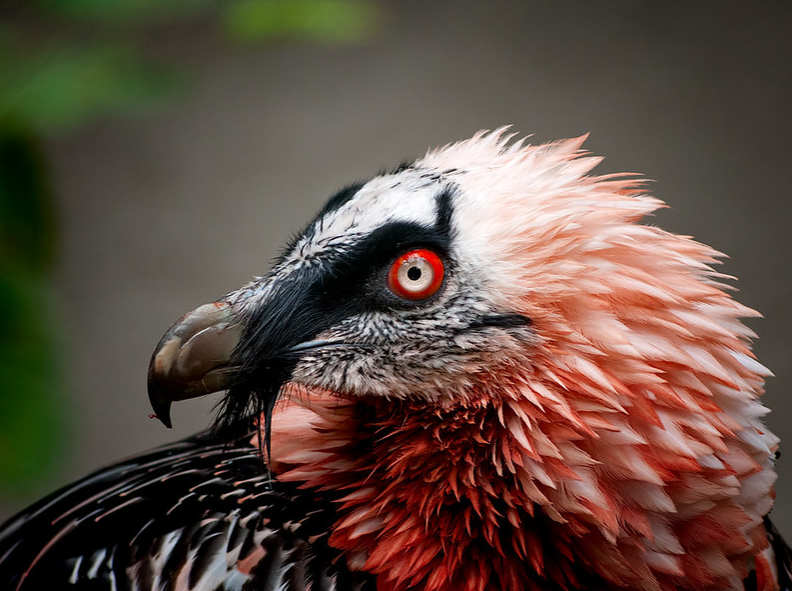 Animal facts: Bearded vultures purposely dye their white feather with mud. They are the only birds that wear makeup.