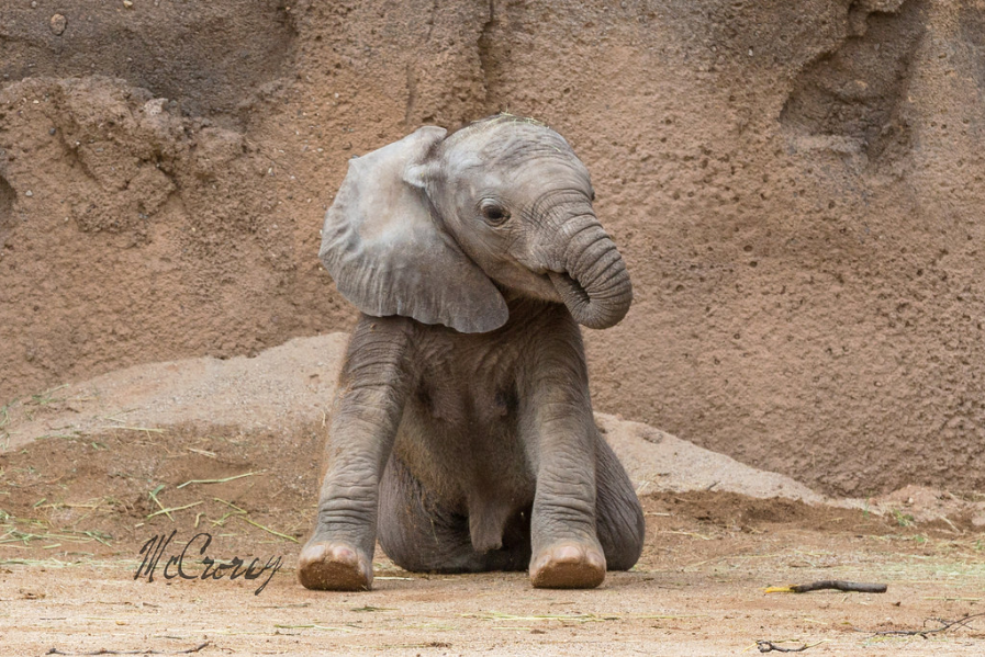 Like the human babies suck on their thumbs, the elephant babies suck on their trunk