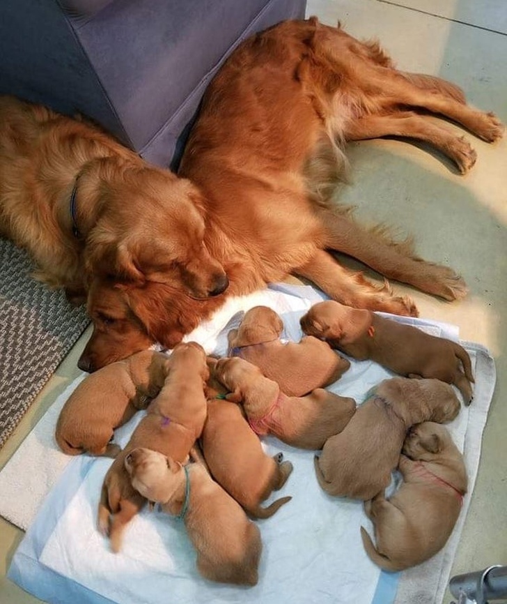 The parents are taking extra care of their puppies.