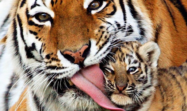 The mother tiger is keeping proper care of her baby's hygiene!