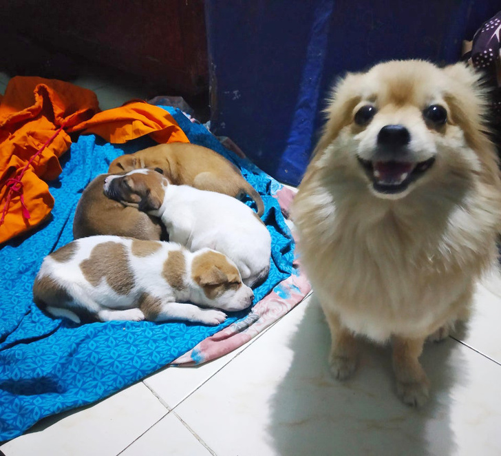 I rescued these puppies from the street. And my doggo became a mother to them instantly. 