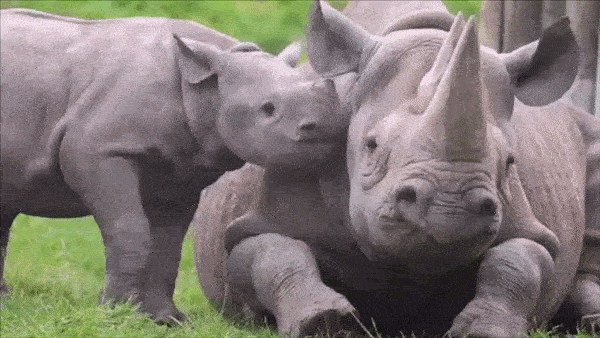 The baby rhino is testing her mom's patience!