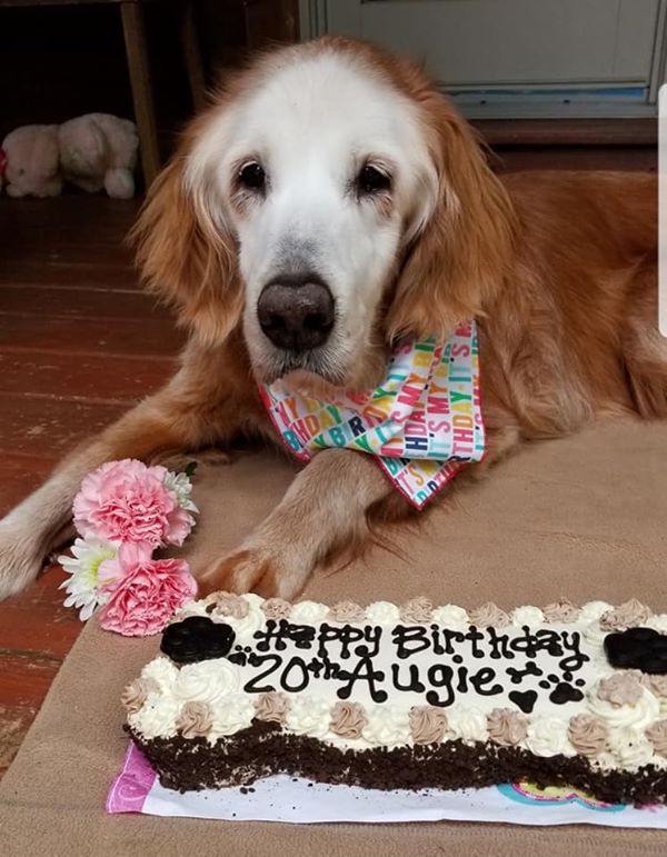 Augie, the oldest golden retriever