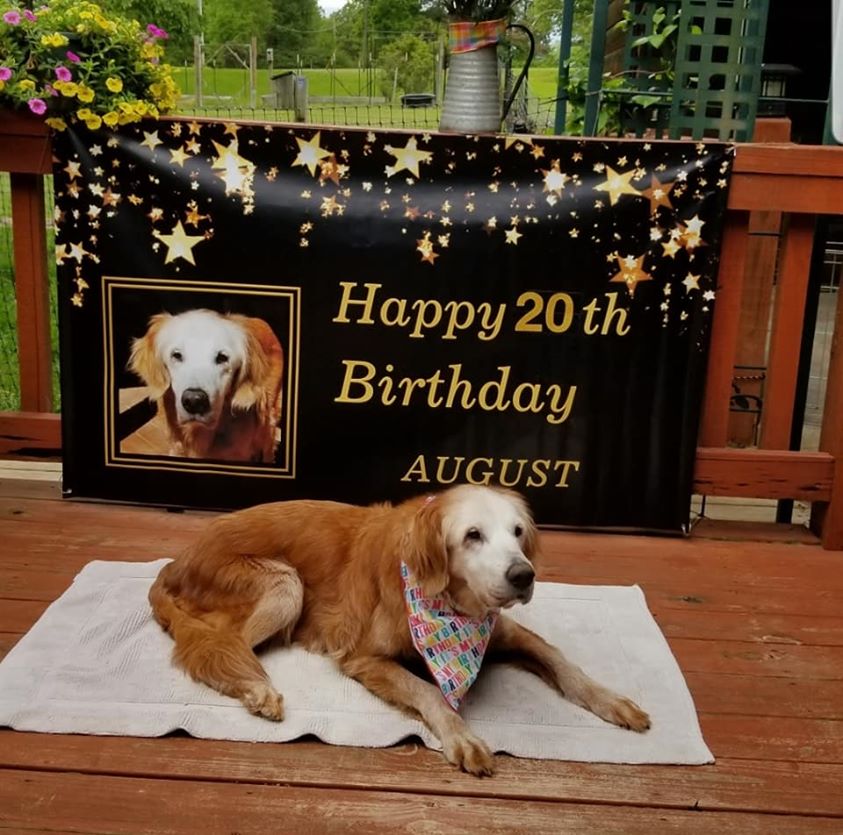 The oldest golden retriever celebrated his birthday with a party at home