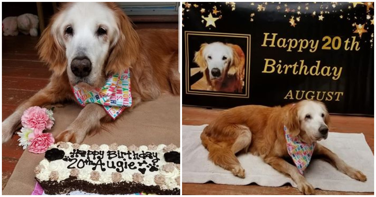 Dog celebrates 20th birthday and becomes the oldest golden retriever in history
