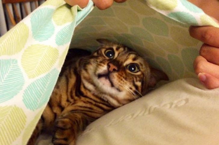 I found my cat hiding in my pillowcase. He seemed more shocked than me
