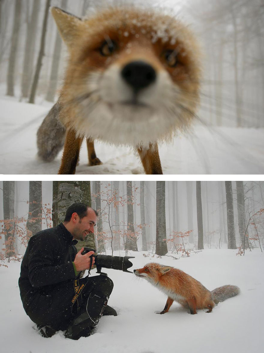 Fox Close Up