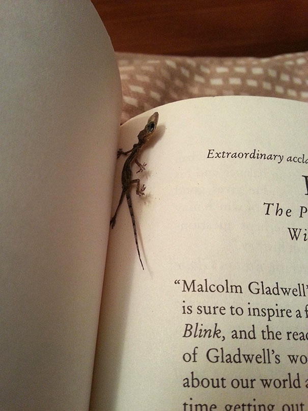 A dried lizard found between the pages of a book 