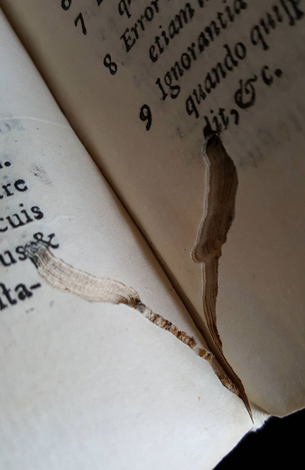 A dead bookworm captured between the pages