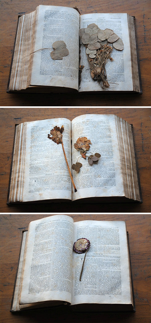 A book from 1833 carrying lots of pressed flowers and leaves