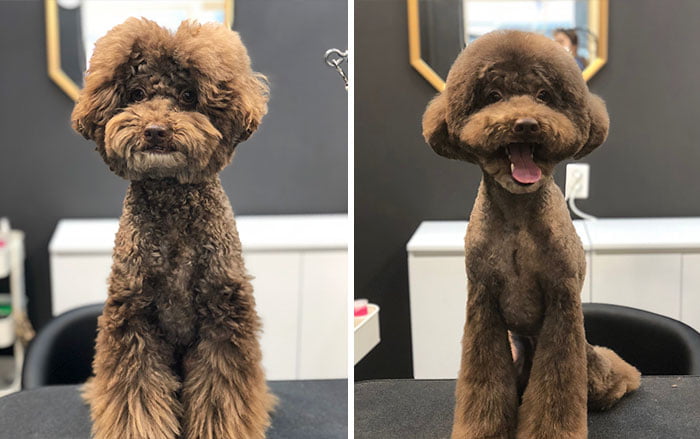 Pet Groomers 101 - He is very happy after though.