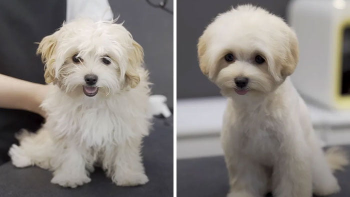 Pet Groomers 101 - This one looks like a very active puppy.