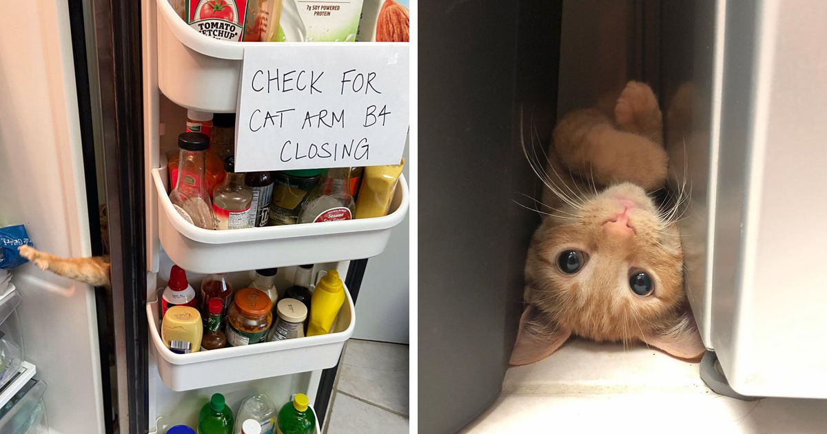 Carrot the Cat Has Gone Viral For Giving His Owners Anxiety