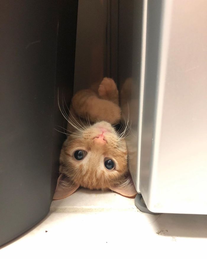 The cat puts her paw in the fridge to get some food