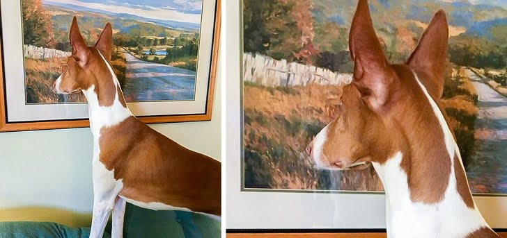 dogs finds something missing the painting.