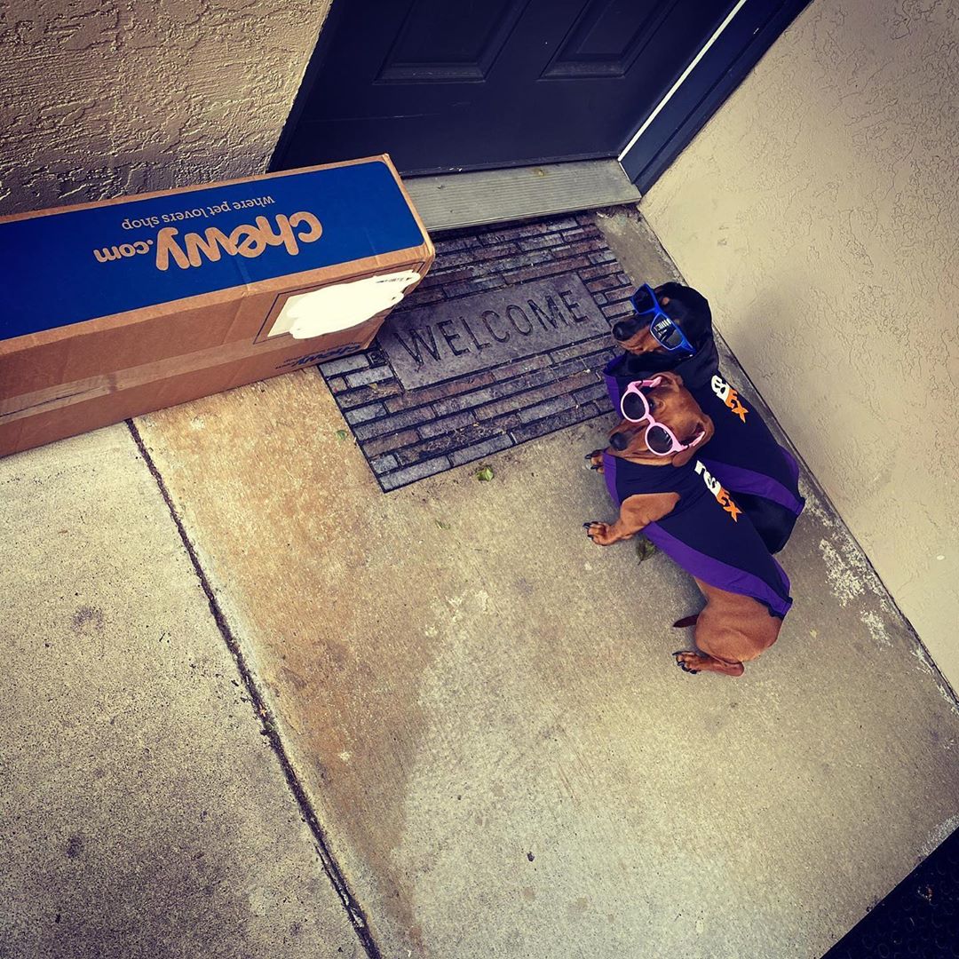 As a FedEx driver, Nava has to work and decided to bring Chorizo and Cocoa with him on his delivery route because their daycare is closed.