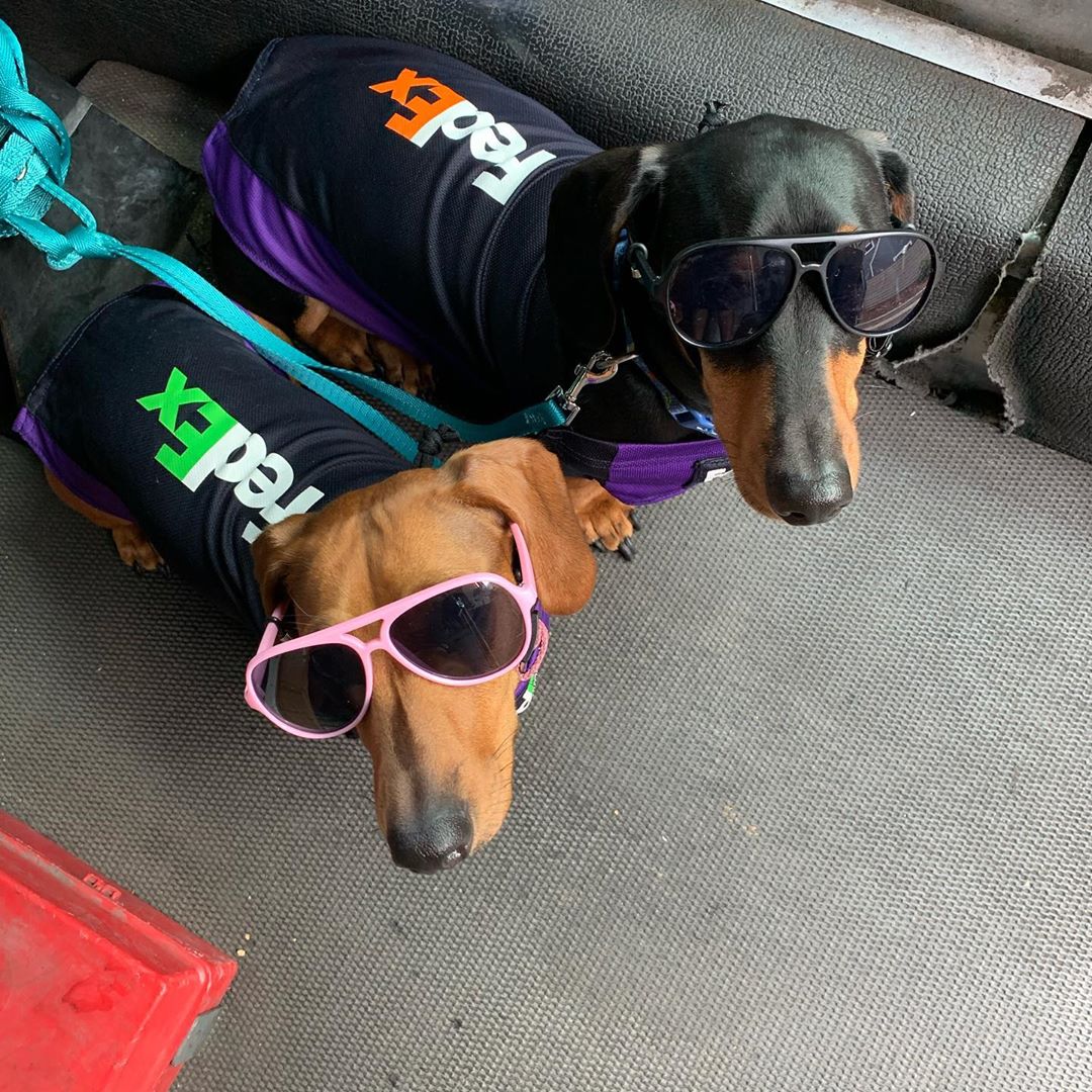 As a FedEx driver, Nava has to work and decided to bring Chorizo and Cocoa with him on his delivery route because their daycare is closed.