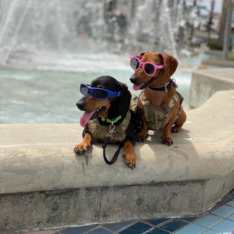 Daniel Nava has two adorable dachshunds named Chorizo and Cocoa.