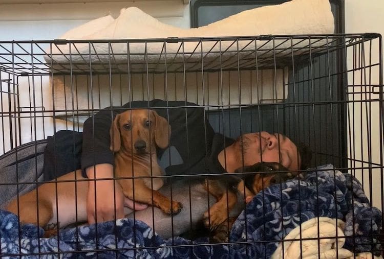 Daniel Nava has two adorable dachshunds named Chorizo and Cocoa.